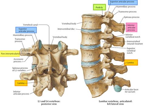 vertebra lv